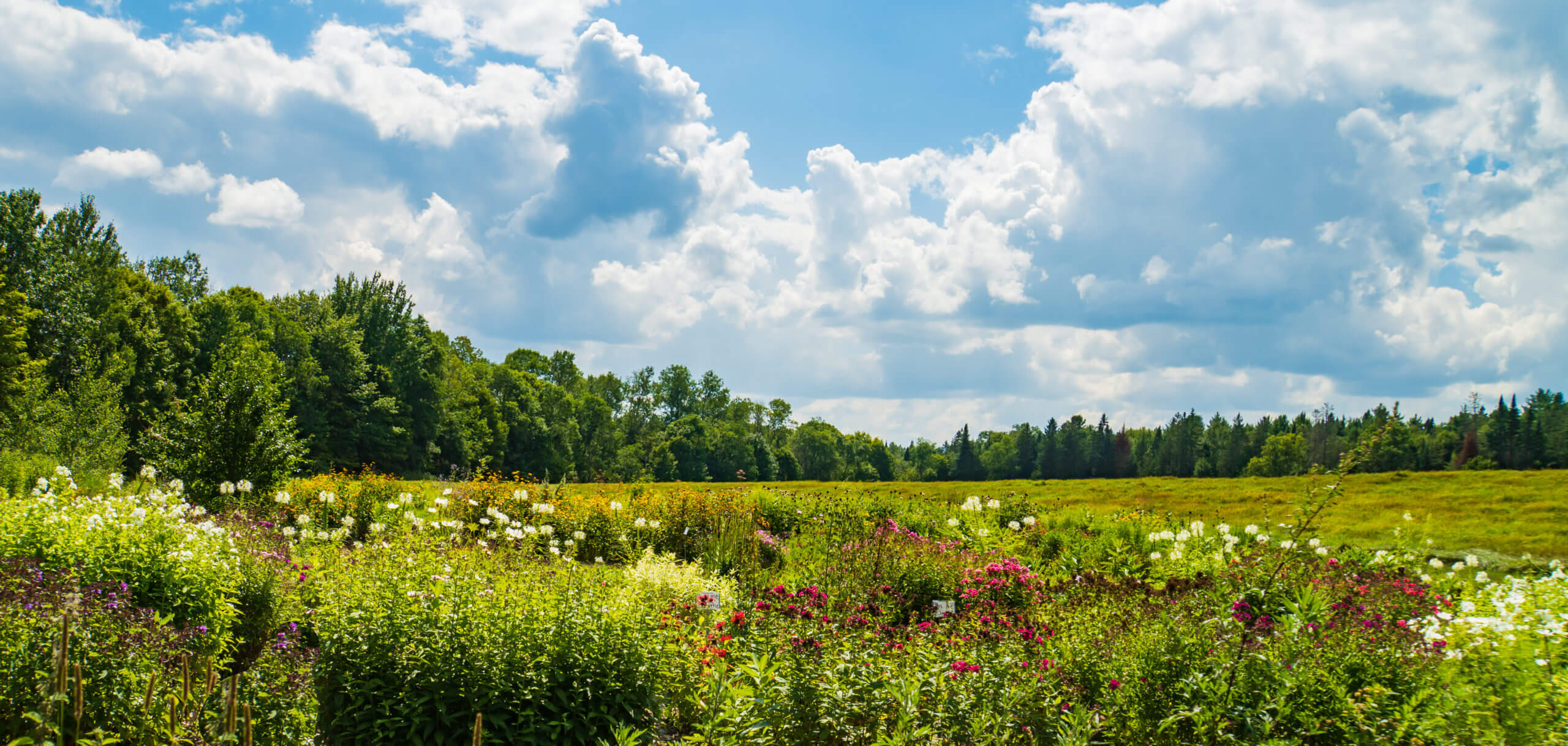 Second Spring South Meadow